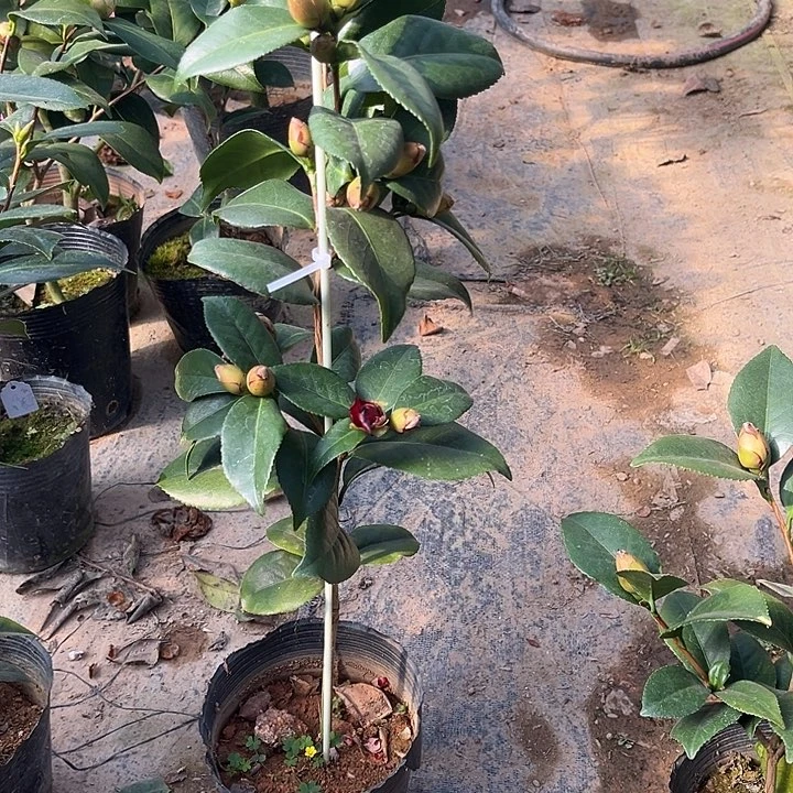 完全开放复色青黑