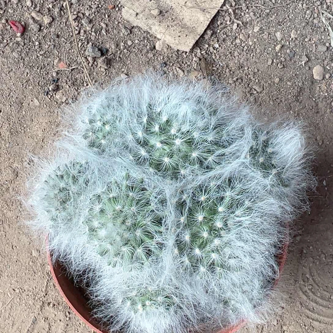 小***干零零落落 零零落落