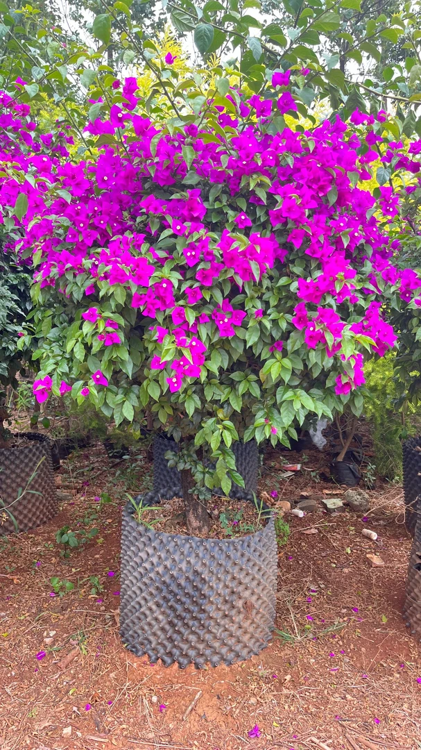 【一物一拍】安格斯云南紫三角梅 木架发货