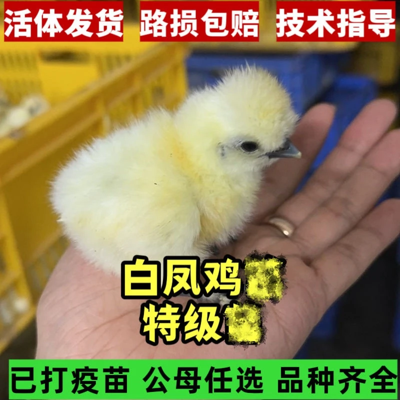 宠物鸡泰和白凤五黑鸡随机混合福利体验