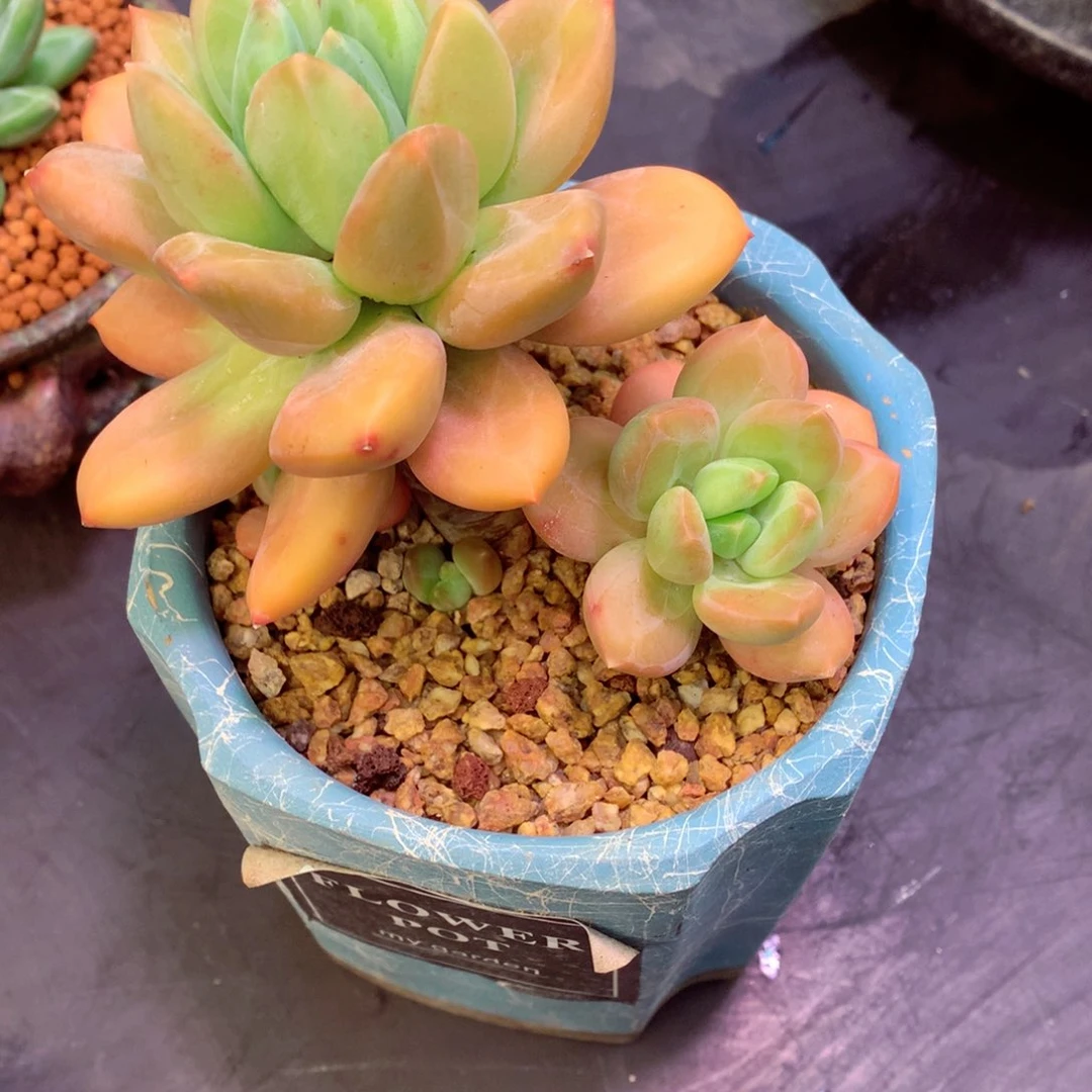 ?****人啦咯啦咯啦咯啦咯啦咯啦咯啦