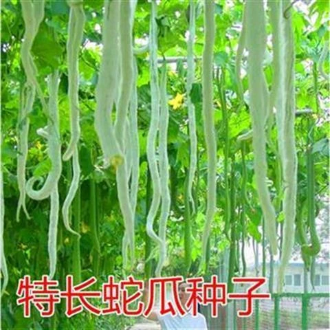 特长蛇豆种子蛇瓜种籽农家菜园庭院易种植春夏观赏食用蔬菜籽