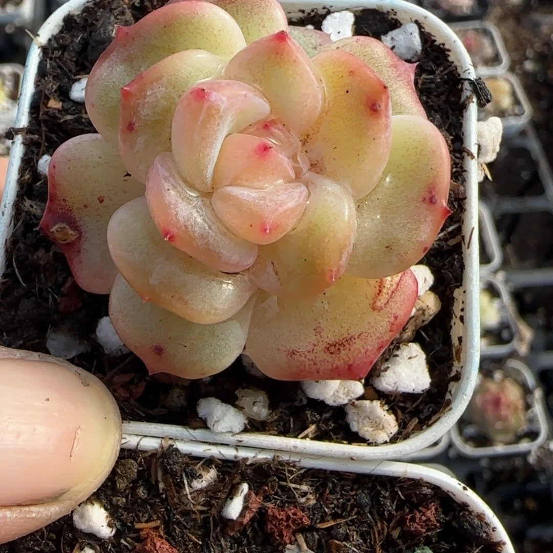 多肉小卡拉米糖心一物一拍