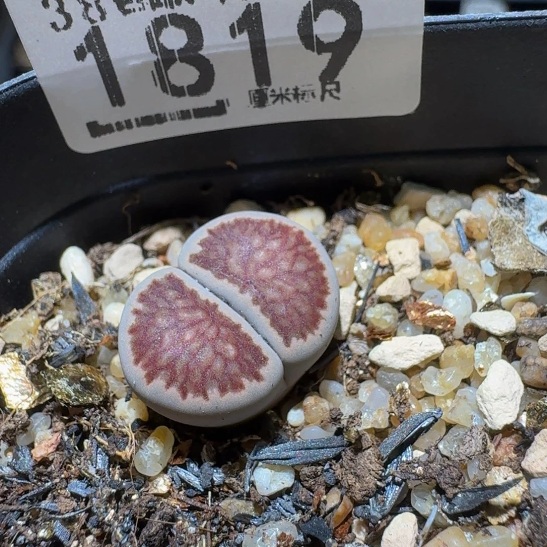 Sssss精品生石花1819