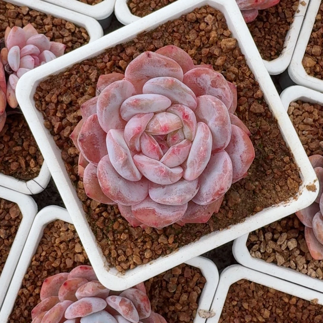 多肉植物心想事橙8厘米量拍一颗