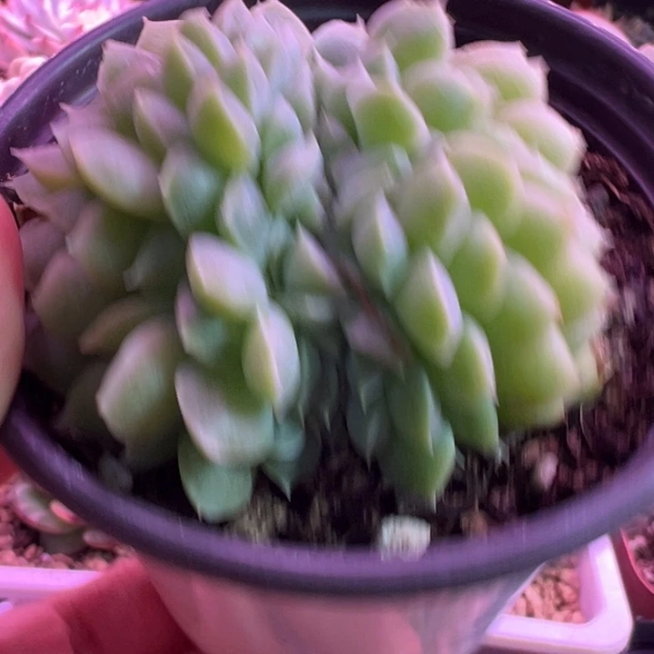 女王缀多肉植物多肉植物