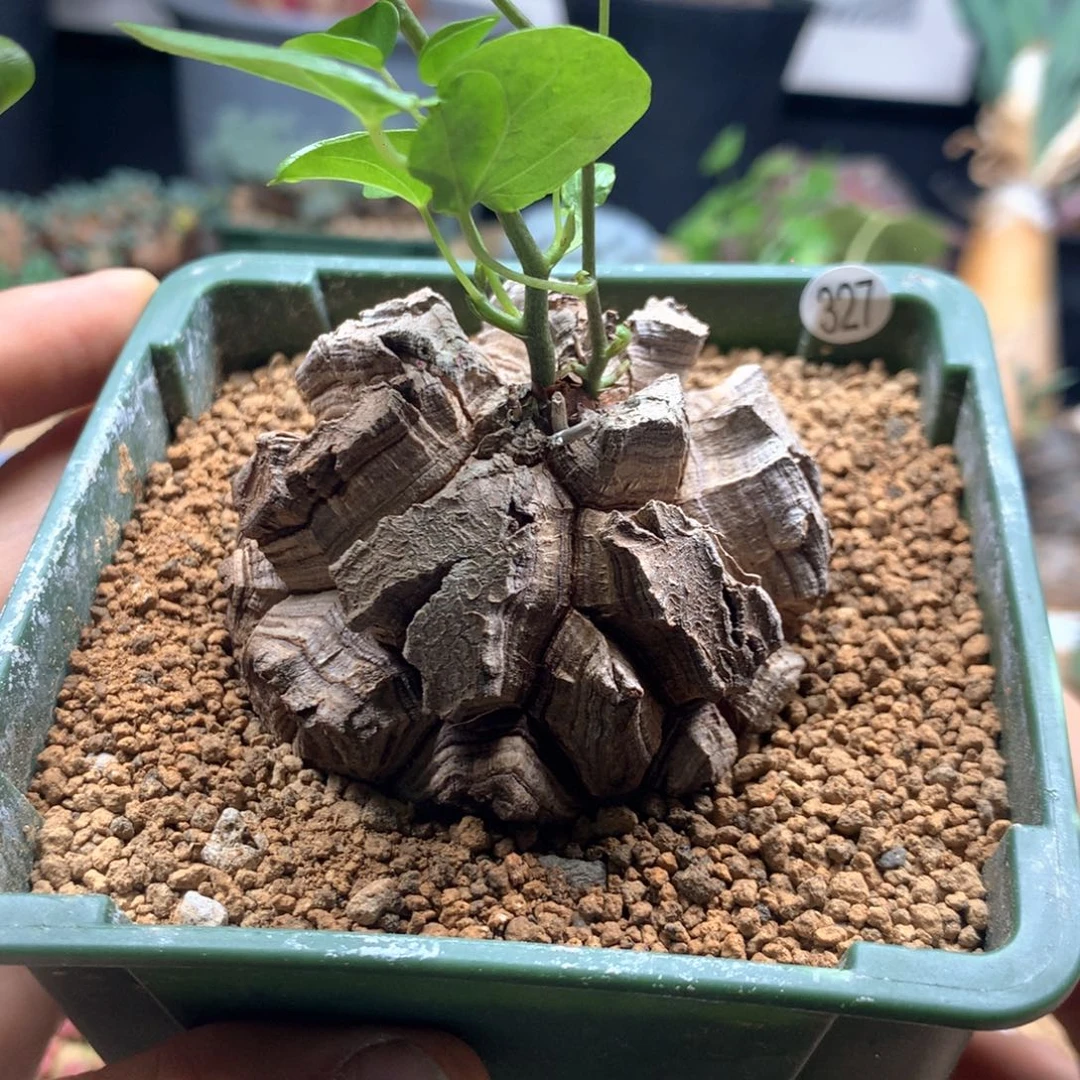 南非龟甲龙带盆发货327