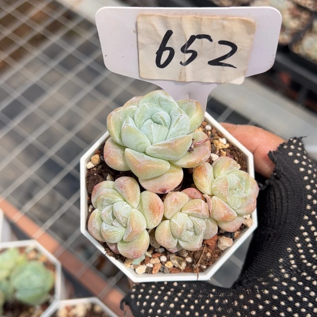 652号多肉植物冰玉