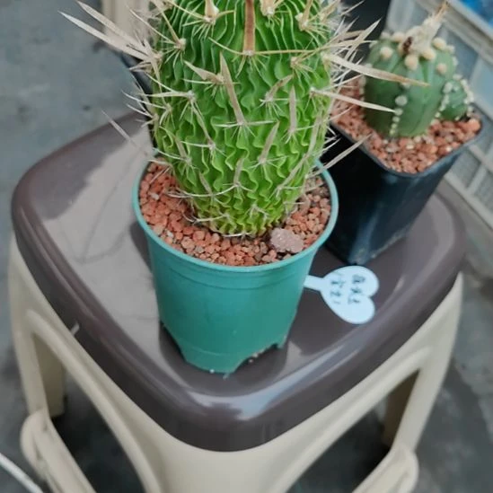 刘***点实生振武玉脱盆发货