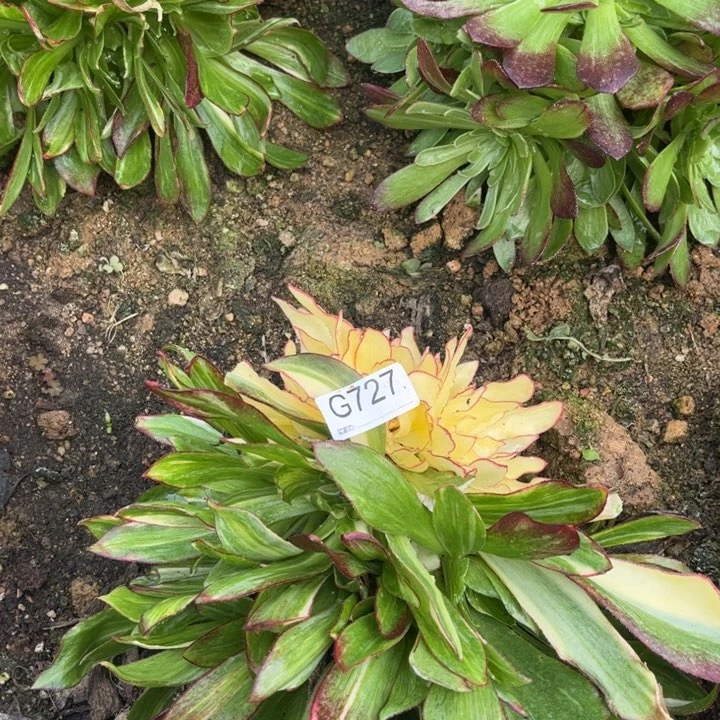 727魅影七彩多肉