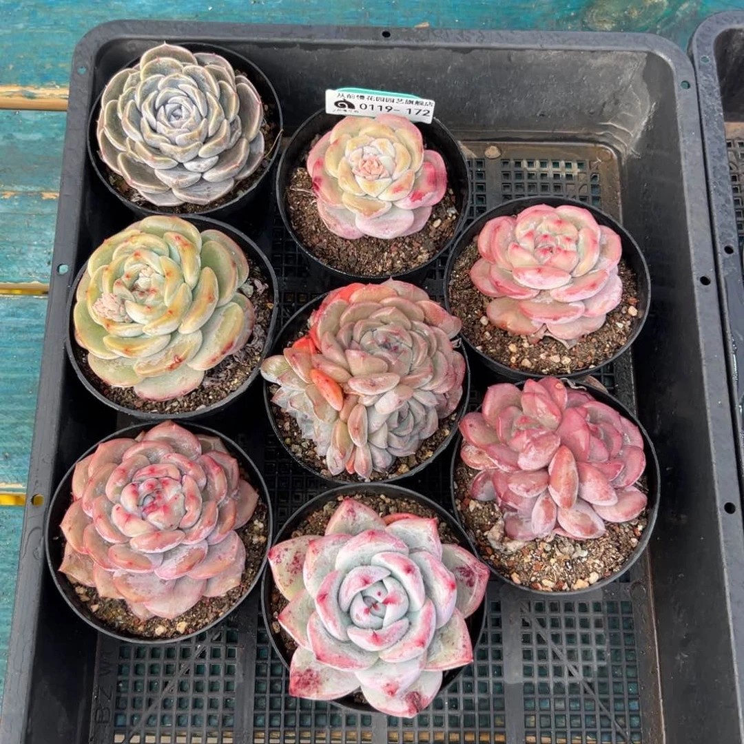 多肉一物一拍编号0119-172