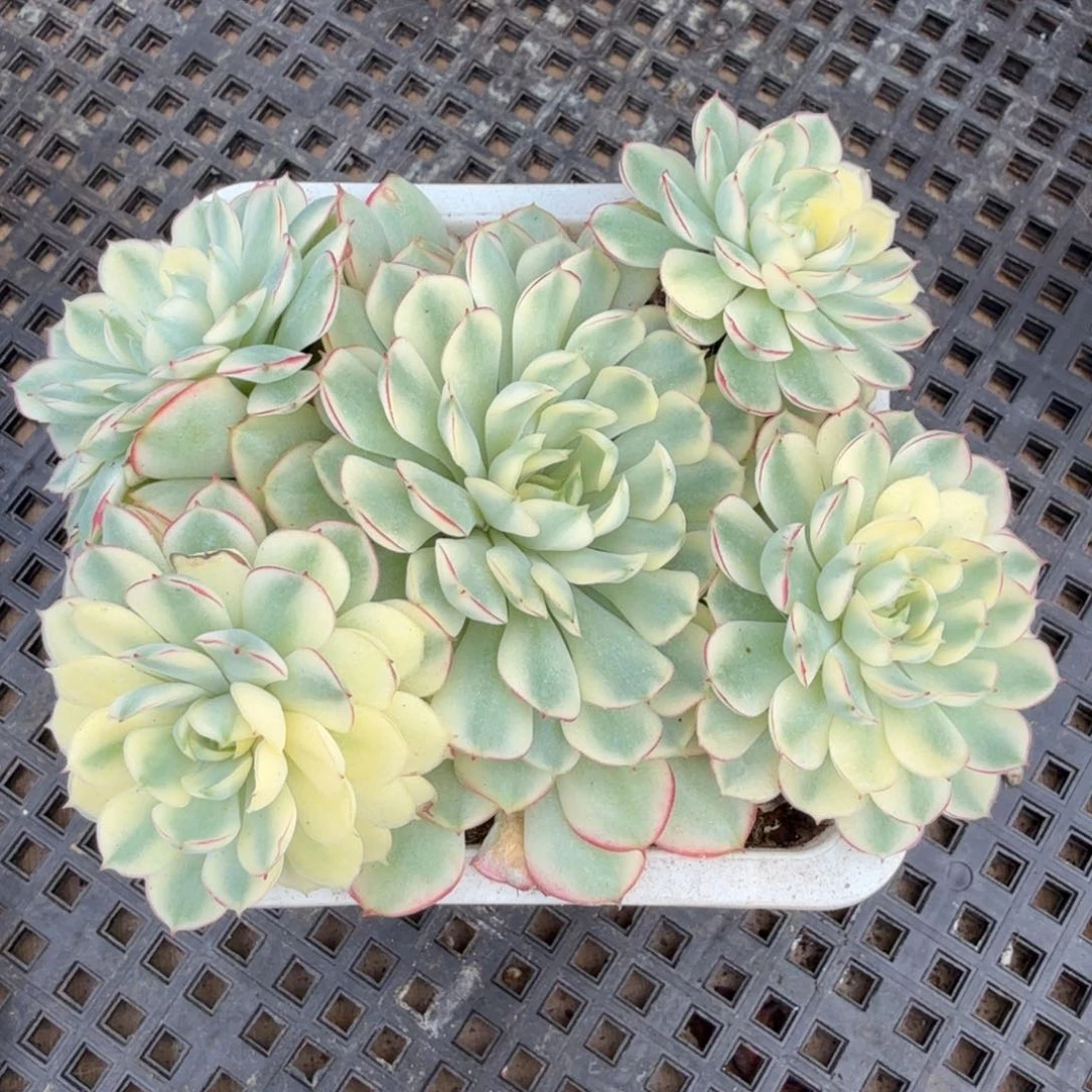 梦幻玫瑰锦腹轮锦群