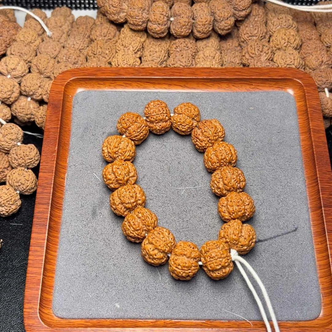 菩提10号尼泊尔大金刚22梅花粗筋五龙