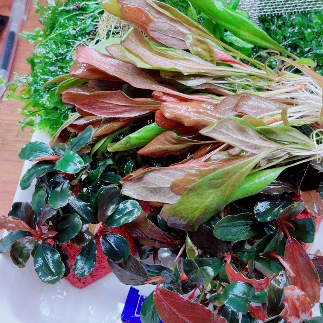 稳***福美小呆哇塞套餐一份