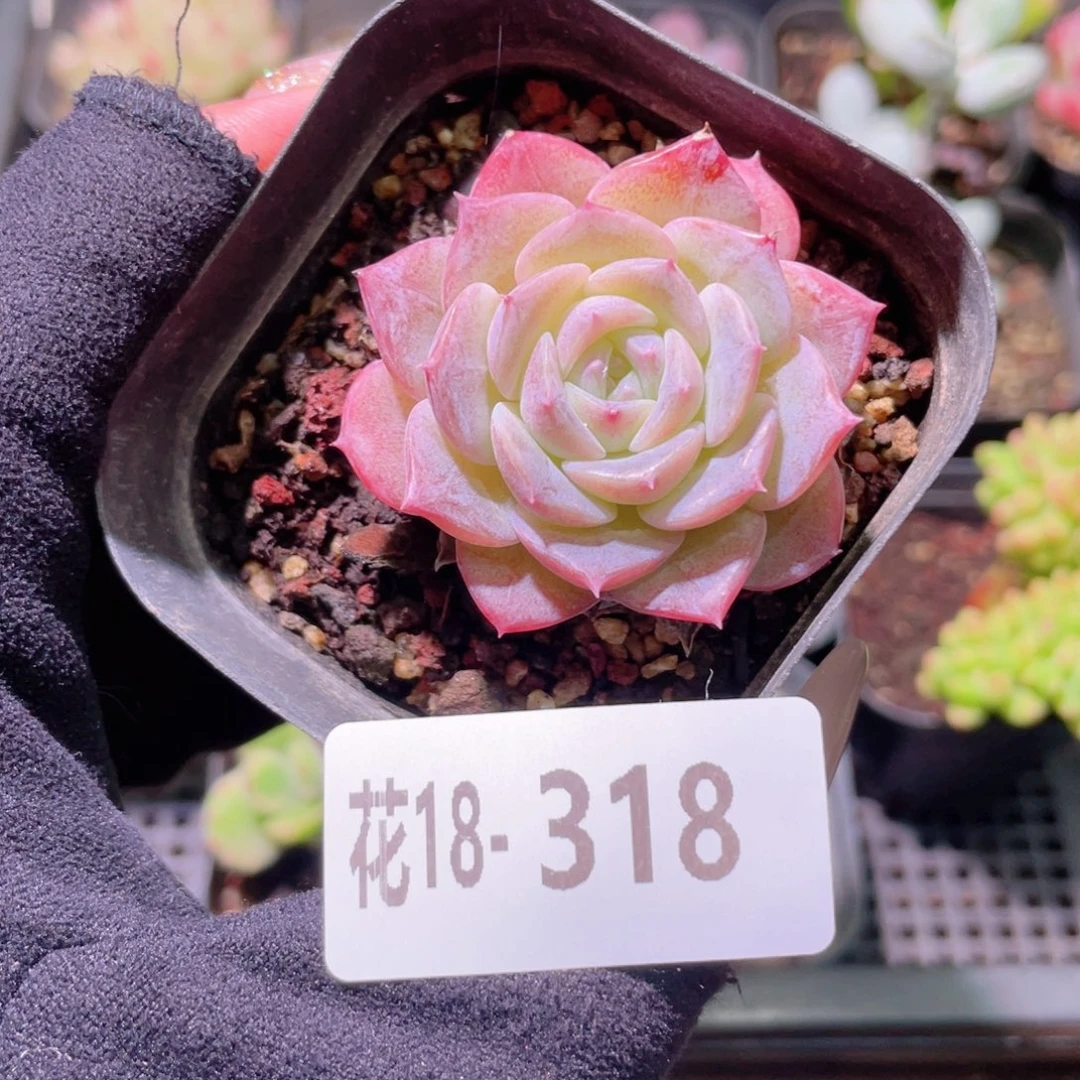花利美18-318纯爱