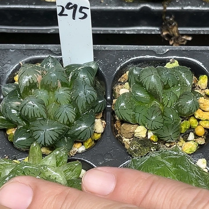 295龙爪玉露锦+龙爪玉露脱土发货