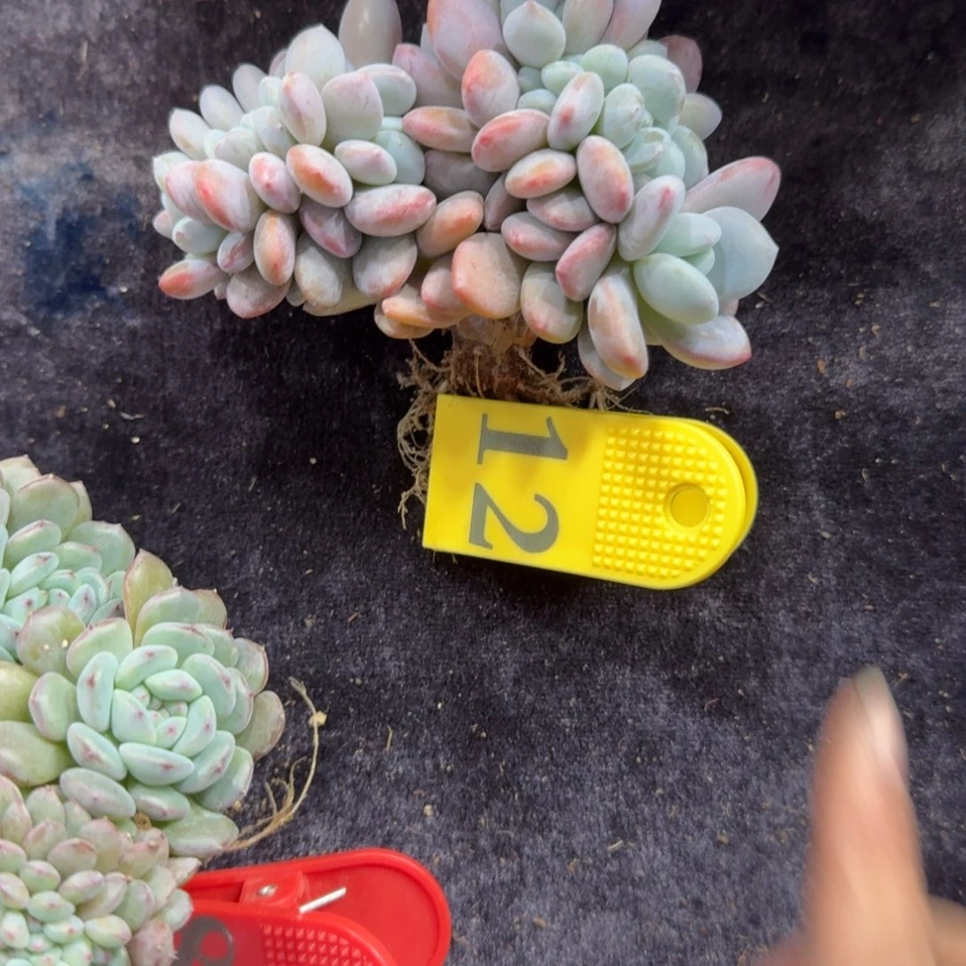 粉兔缀化一物一拍12