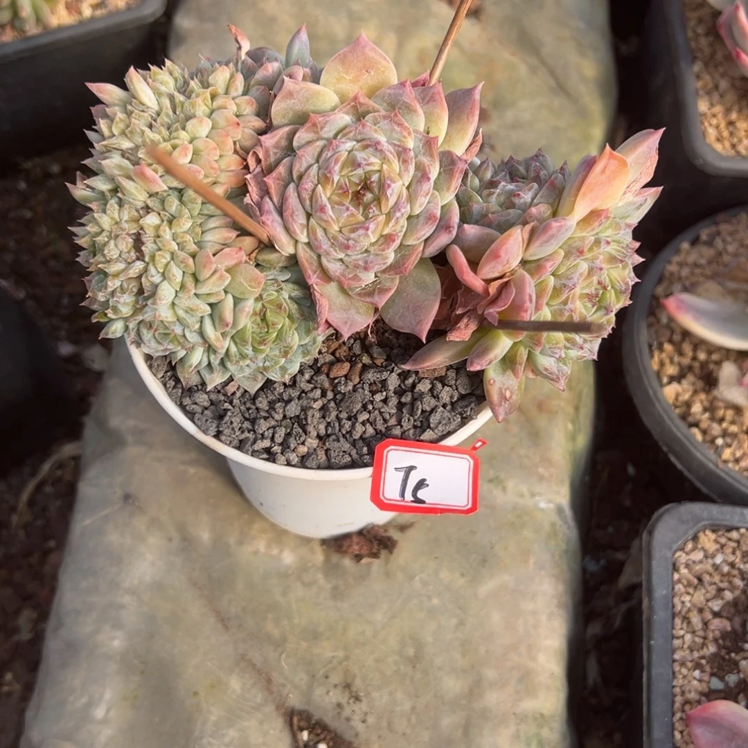风***子精品多肉植物老桩