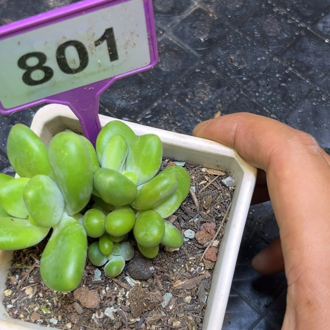 多肉植物芒果奶美人801