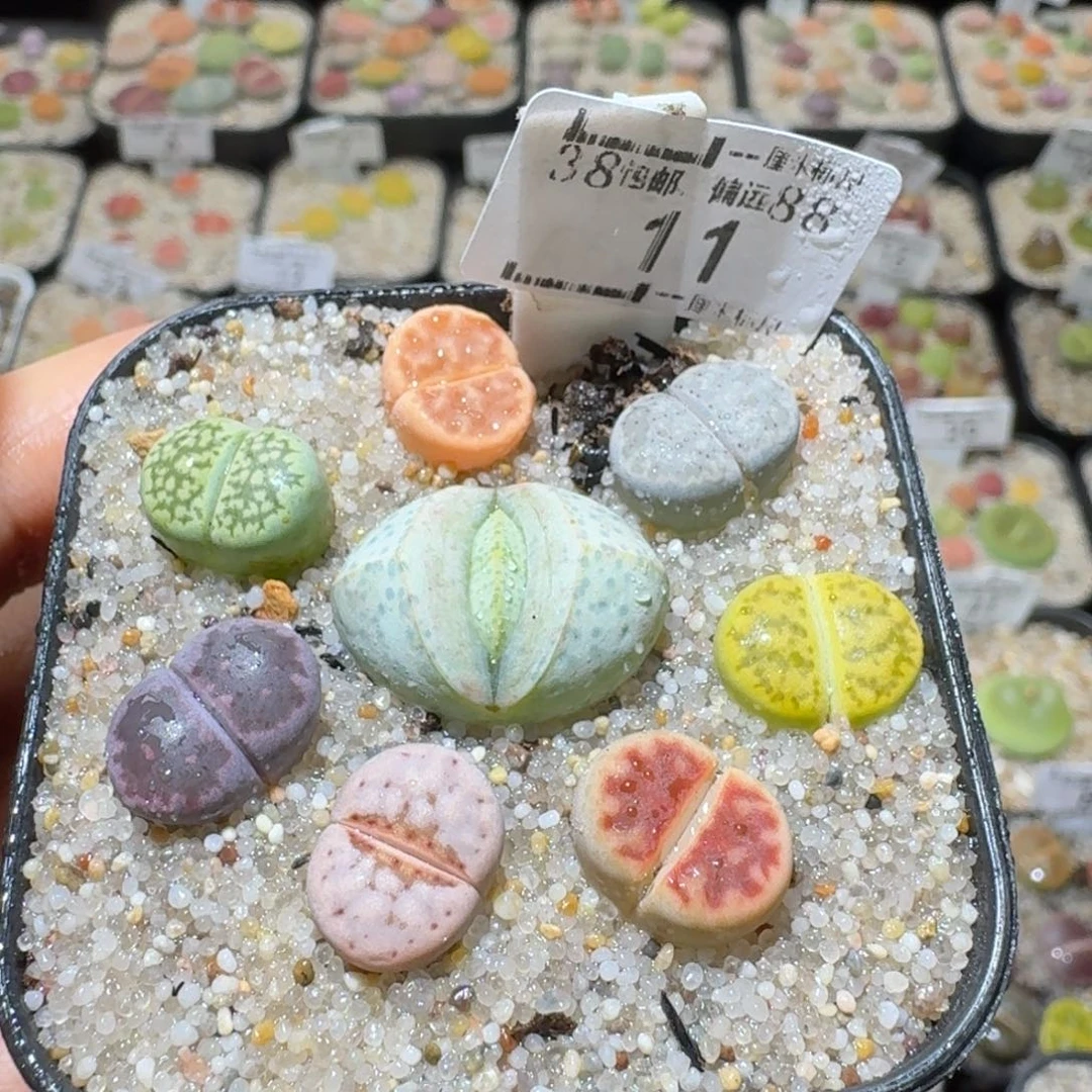 Sssss精品清仓价11太阳花