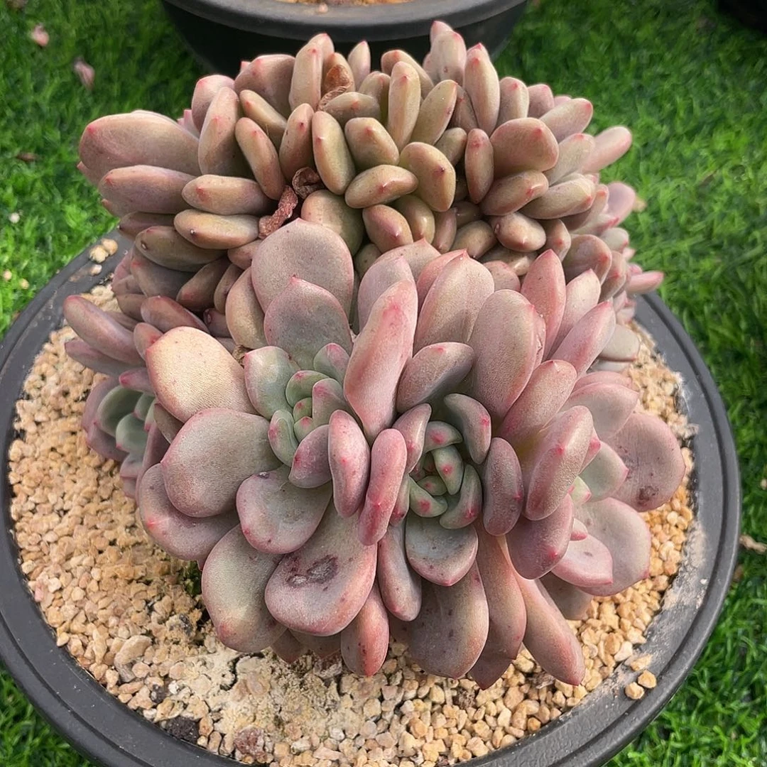 爱丽儿缀化老桩多肉植物一物一拍
