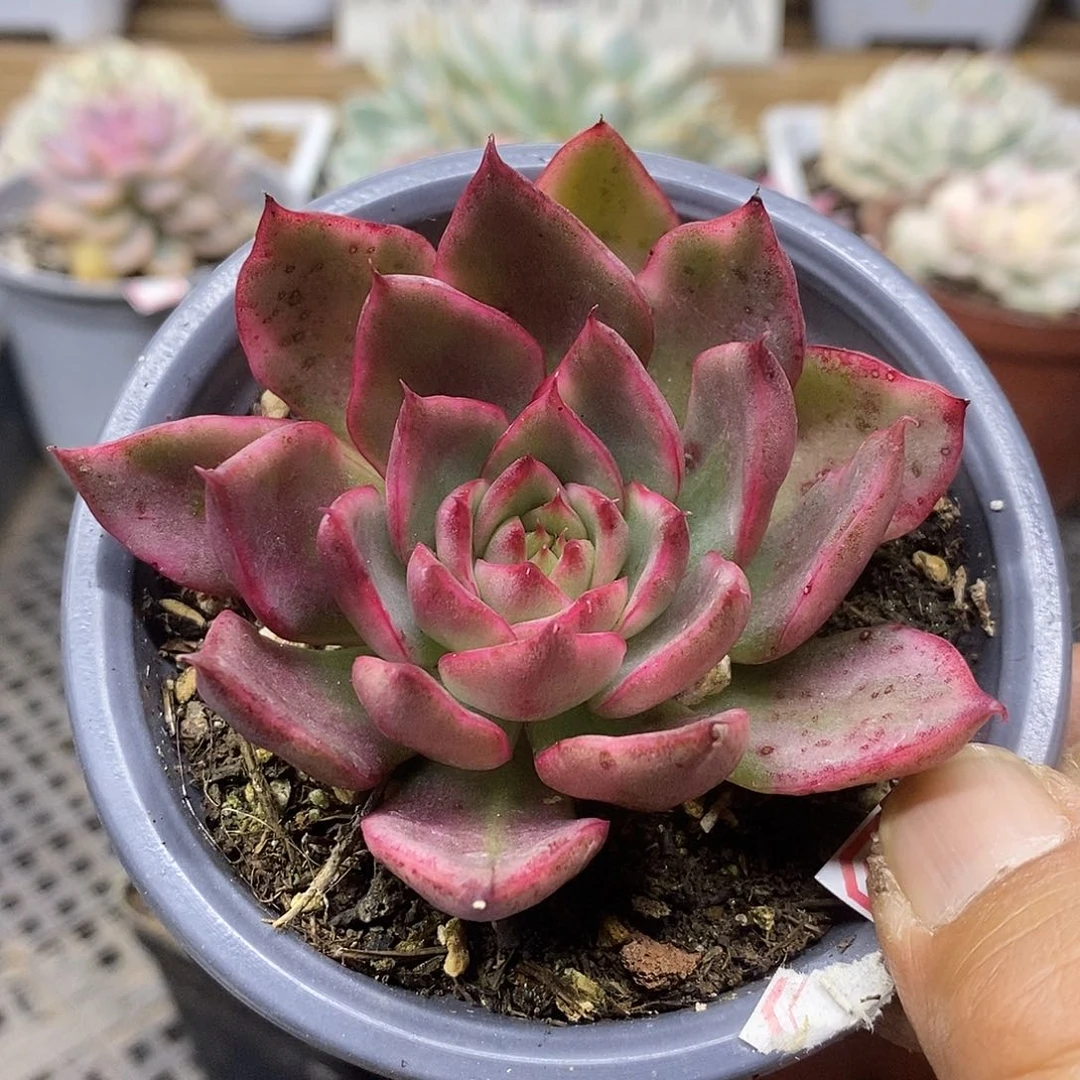 0805 漂亮玛利亚锦