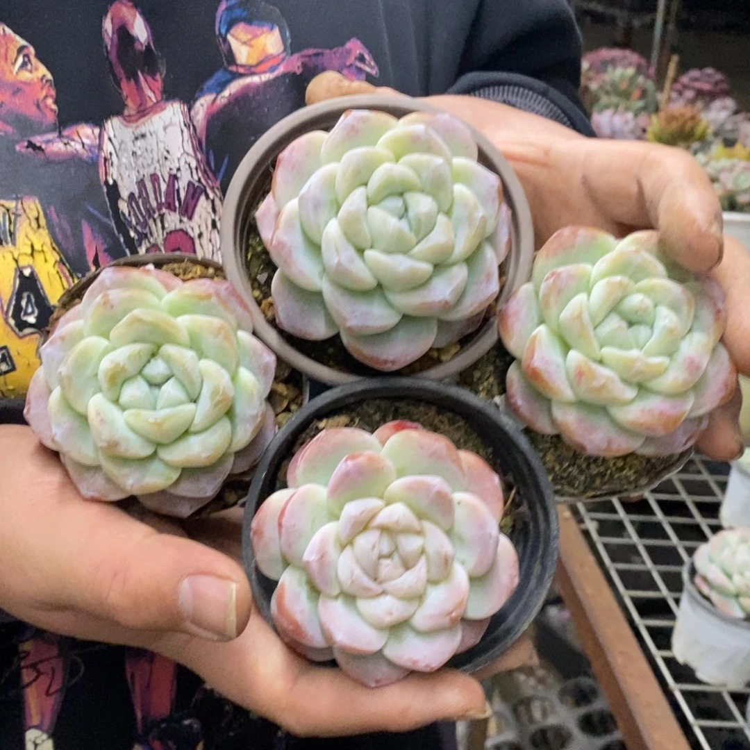 冰玉单头精控小老桩四盆，90杯