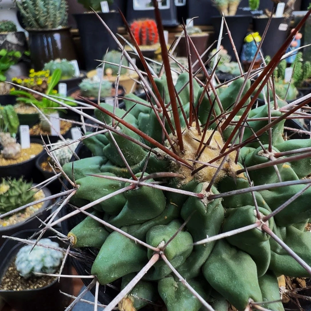 贺巢仙人球脱土发货