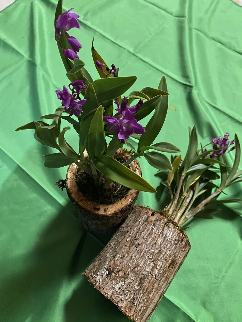 澳洲香水石斛兰  带木桩花盆  浓香室内桌面绿植