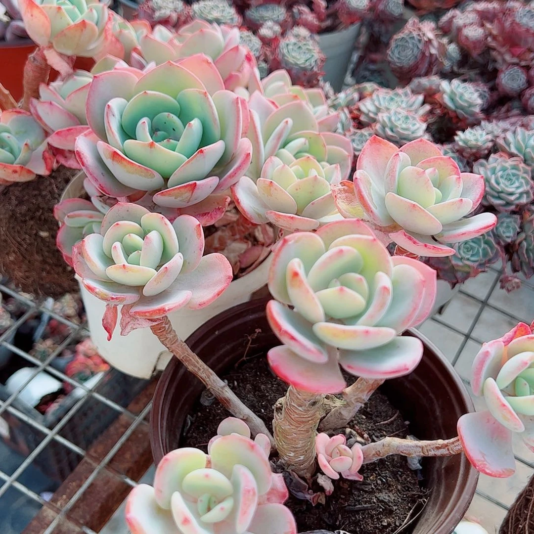 白月光多头群生老桩大长腿