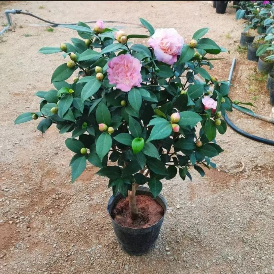 烈香妃茶花小花苞开花香味植物好养庭院阳台耐寒可露天花卉盆栽好