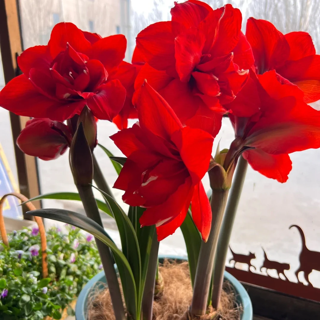 双王朱顶红种球自然球当年开花基地直发