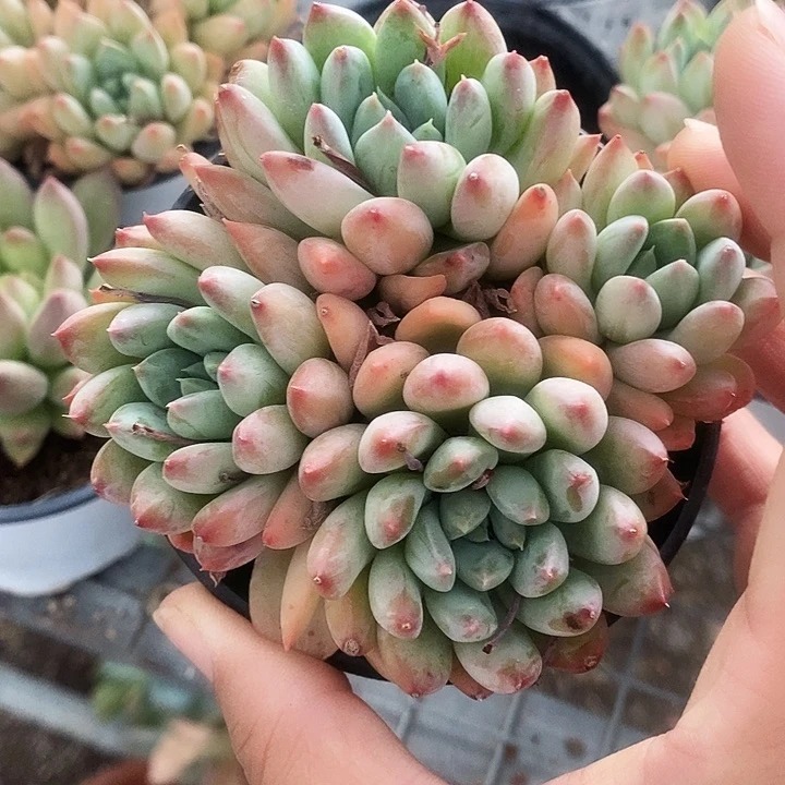 彩体格特123579900