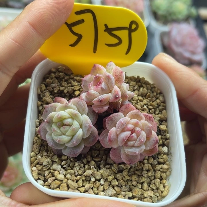 甜心D，4头群5759. .