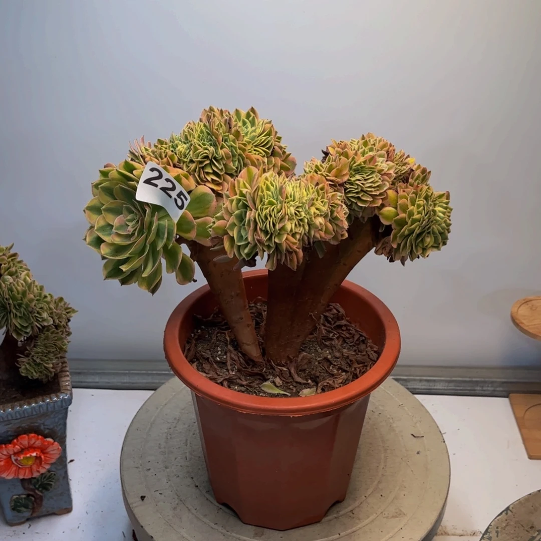 多肉植物万白缀225