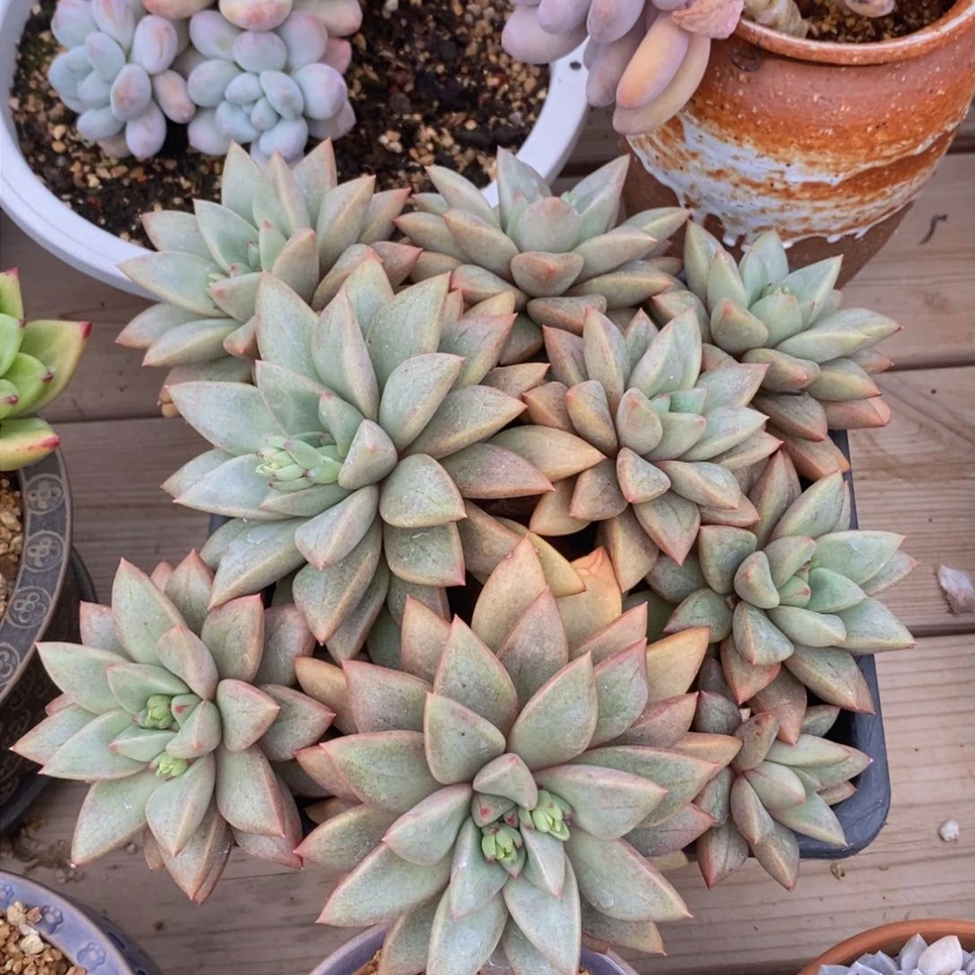 可问主播品种，下滑链接更多品种选择