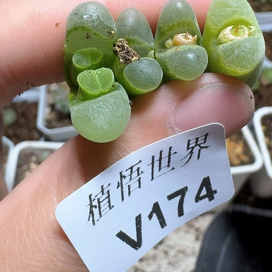 174号的日子多肉植物哇c