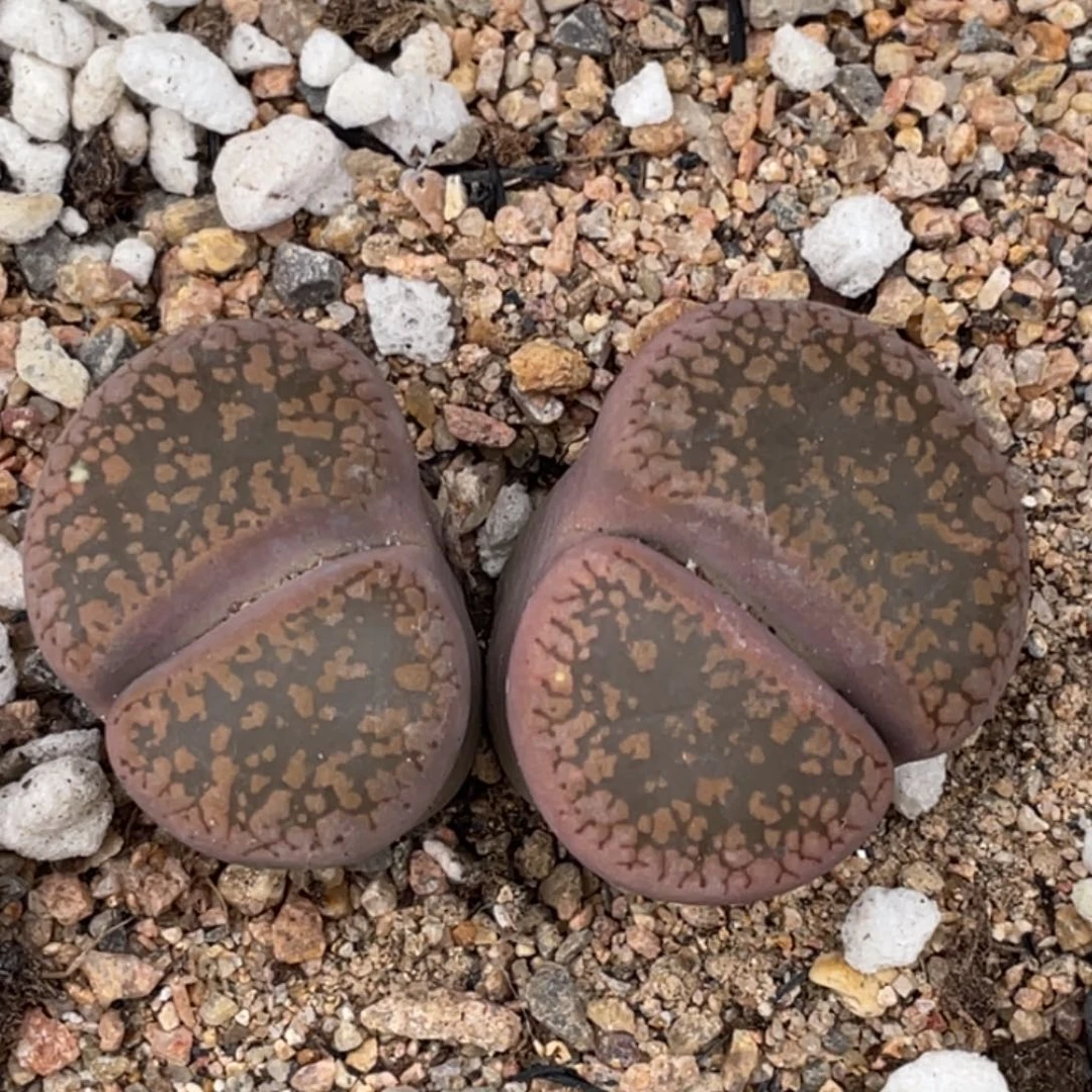 非偏远满20包邮564