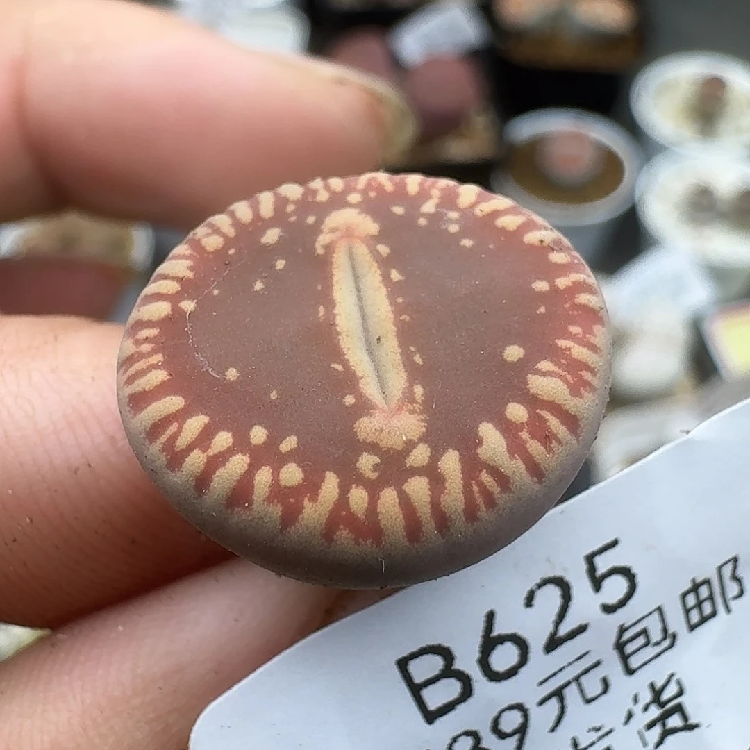 625多肉哈哈哈哈哈哈哈哈