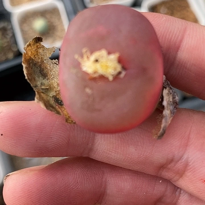 大红桃子一颗。