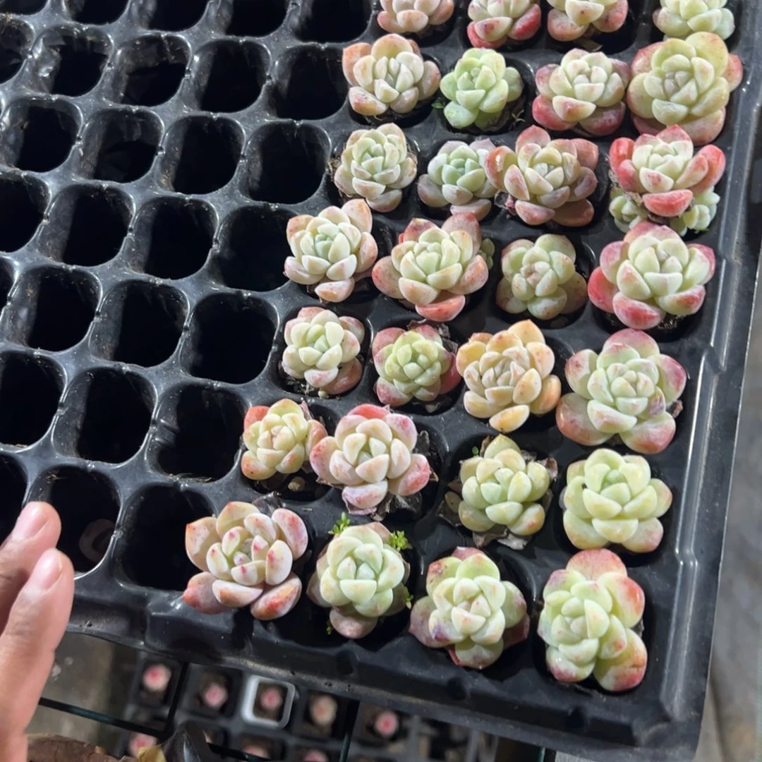 精控冰玉到手7颗 大小3cm 量拍多肉满18包邮