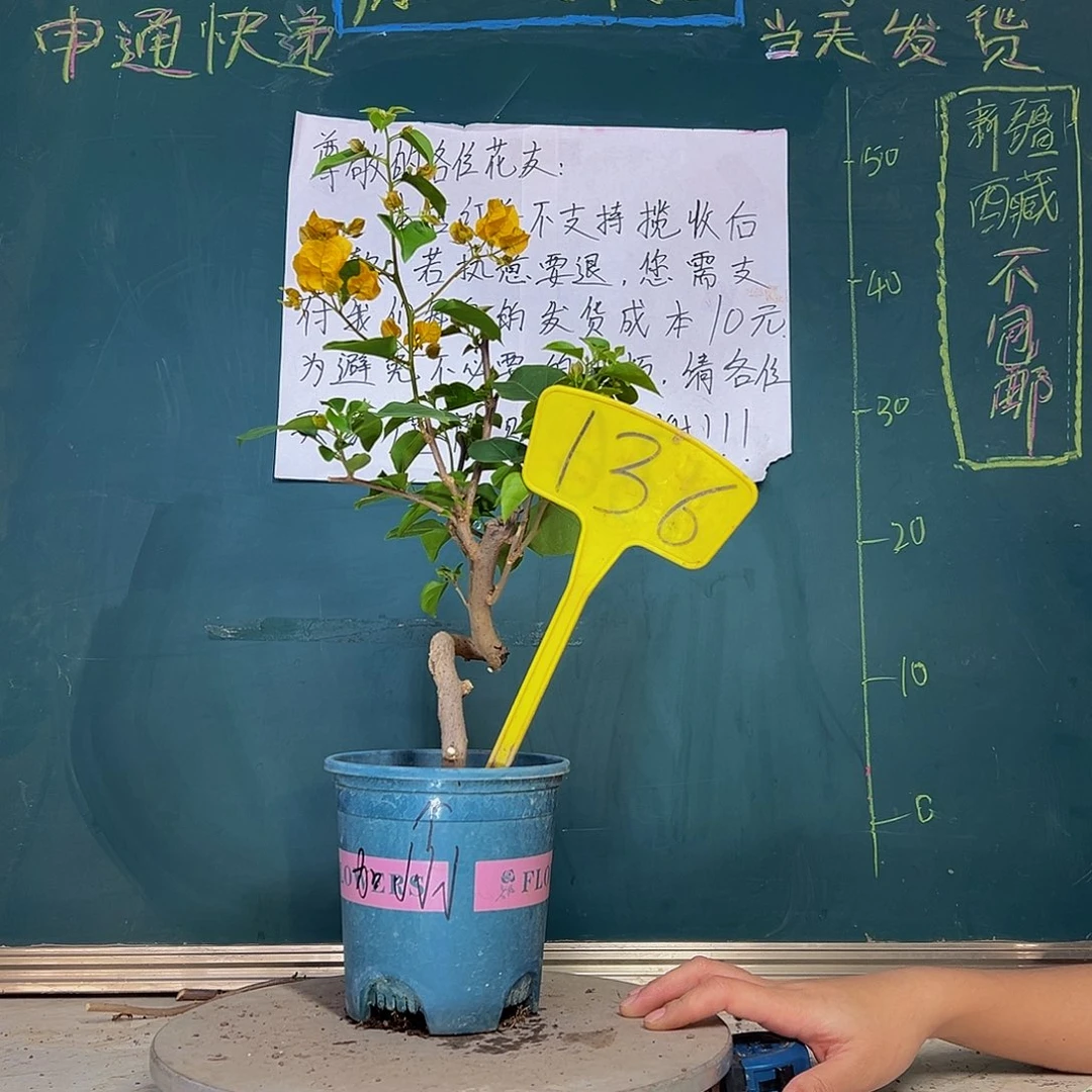 当前无花栽培后可以开花艺术款 旋转型加州黄金136