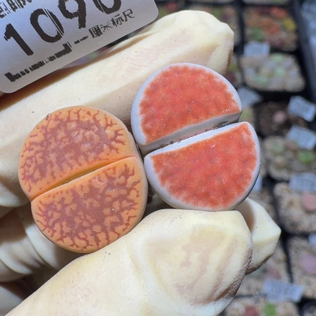 ᴍ***.zzzz精品生石花1090