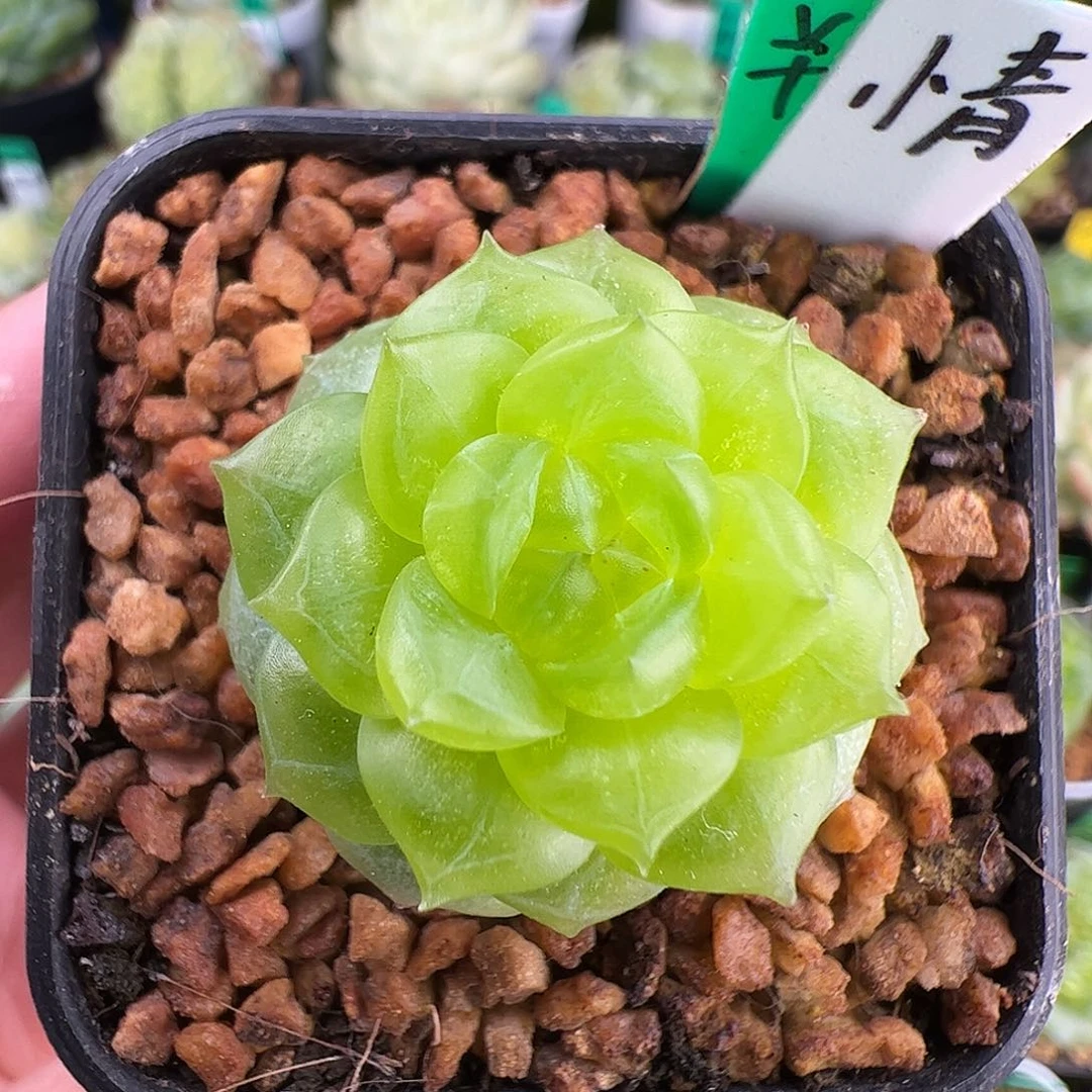 D001,独家，单头小青，珍妮