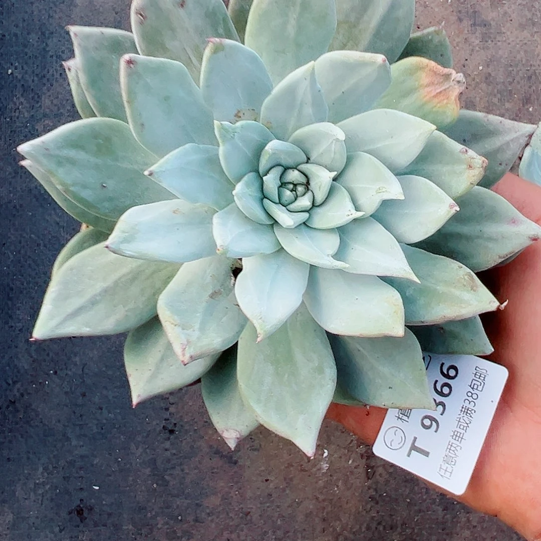 9367墨西哥大圆叶仙女杯