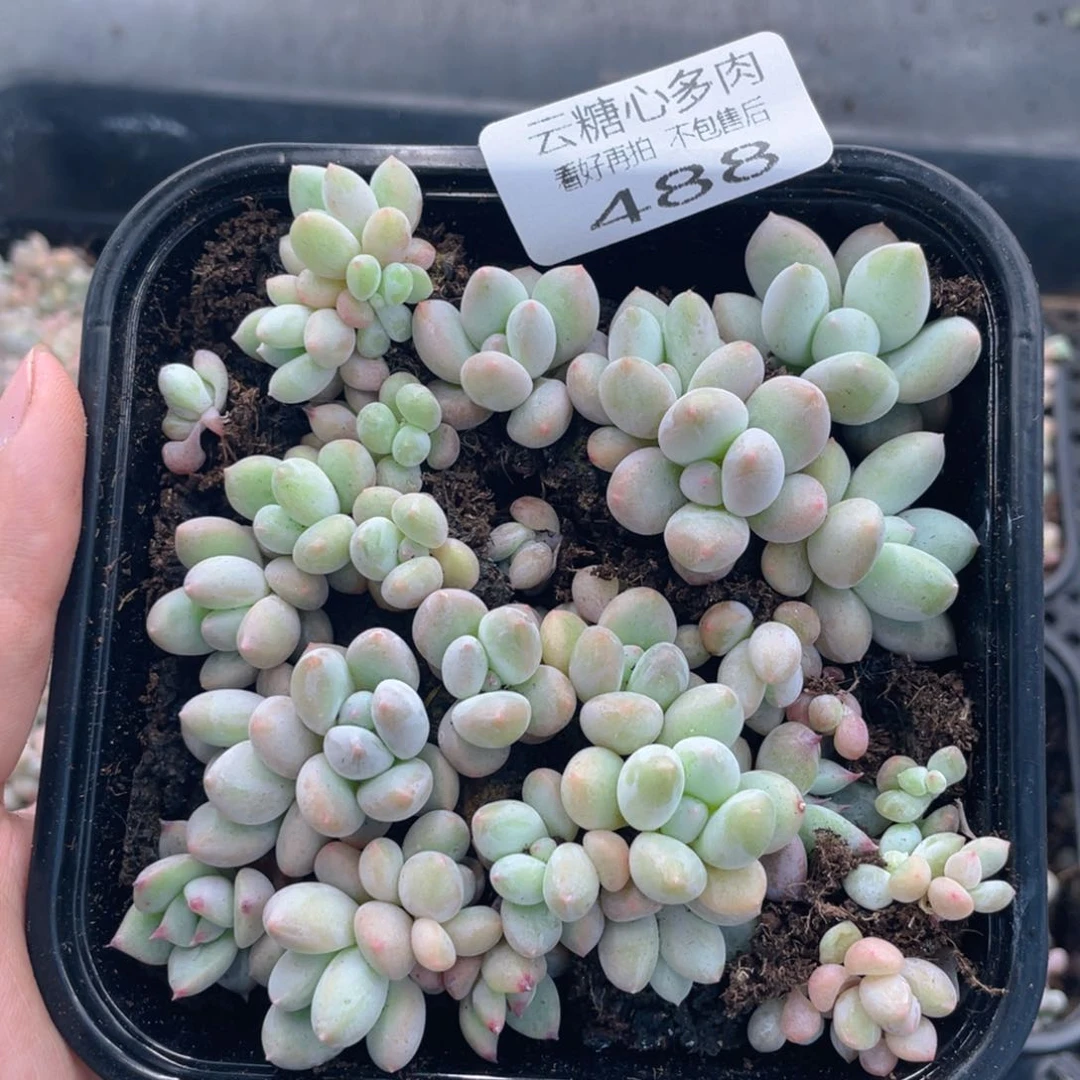 云糖心多肉植物488