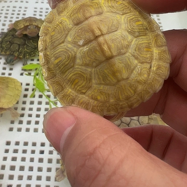 绿毛龟不分公母巴5898888888
