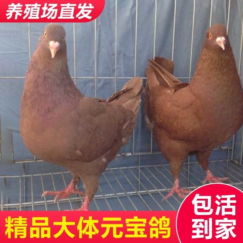 元宝鸽子活一对大型鸽子活物巨型肉鸽子活物落地王鸽子大体鸽子苗