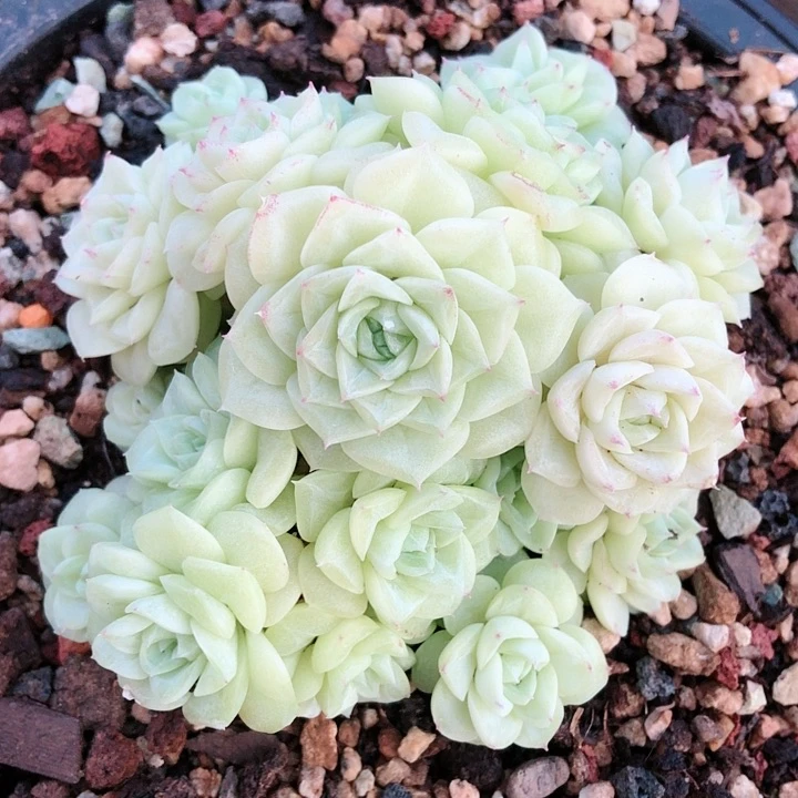 【闪购商品】?****.chf白天鹅