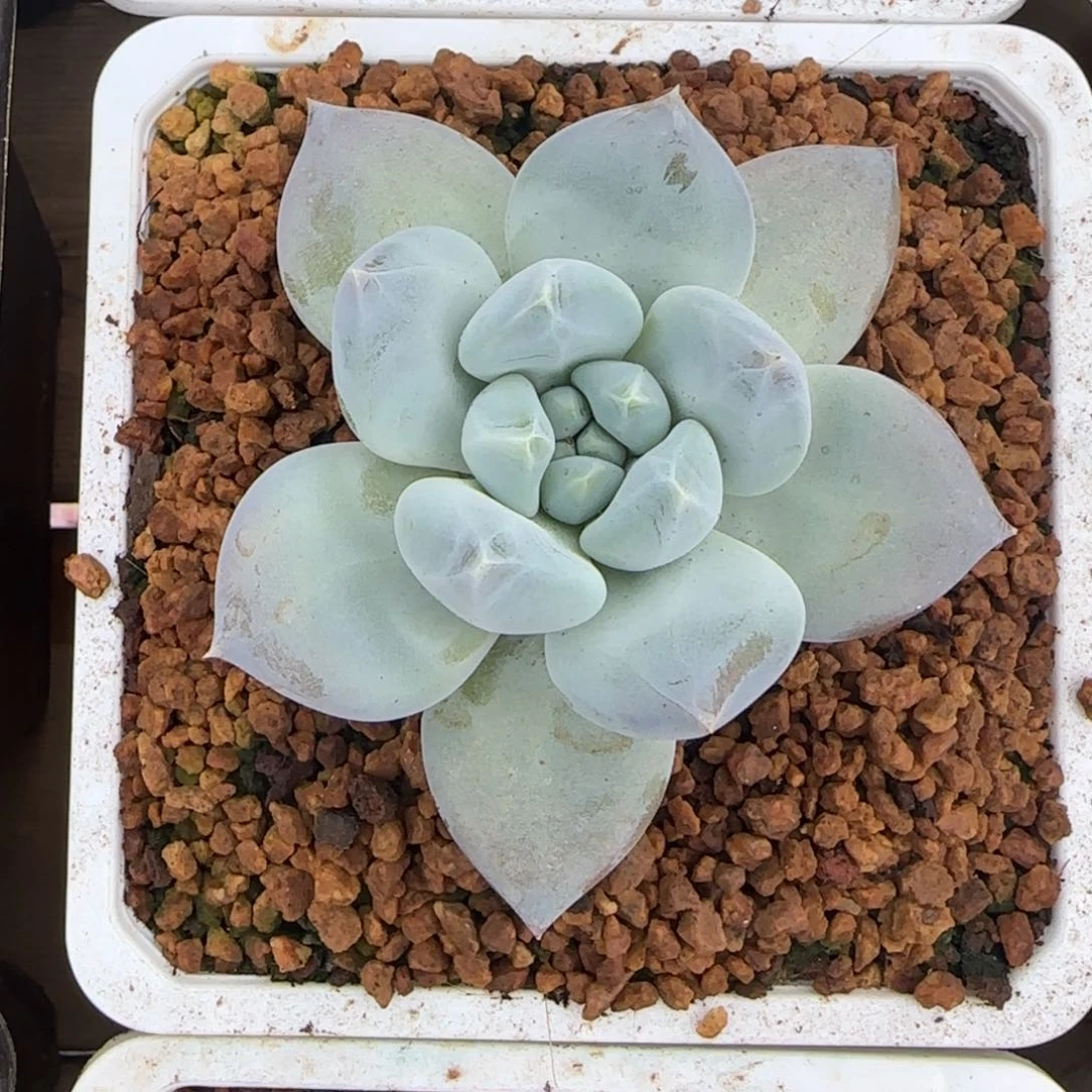 兴兴园艺。 哥特体沙白